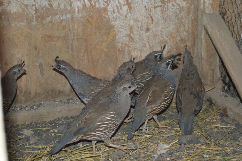  - g Prepelite californeene