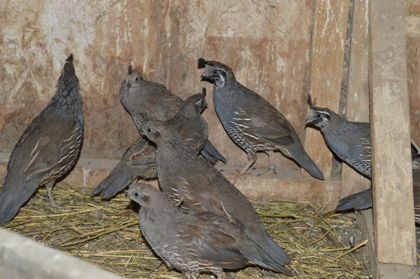  - g Prepelite californeene