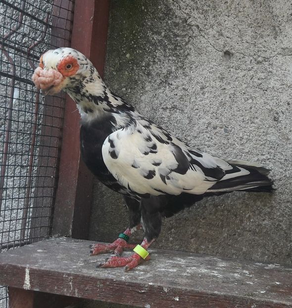  - Contact 0770110256 Oradea