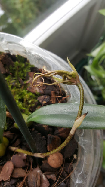 bulbophyllum Elizabeth Buckleberry - Orhidee_1_bulbophyllum