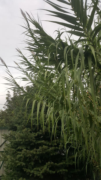 phyllostachys-bambus - Gradina si terasa PrimaLuce_7-Hello 2020