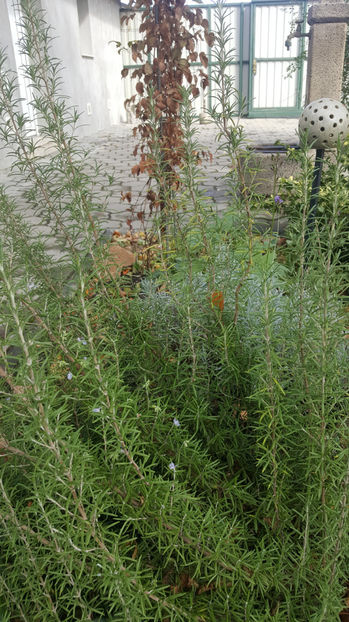 rosmarinus officinalis - Gradina si terasa PrimaLuce_7-Hello 2020
