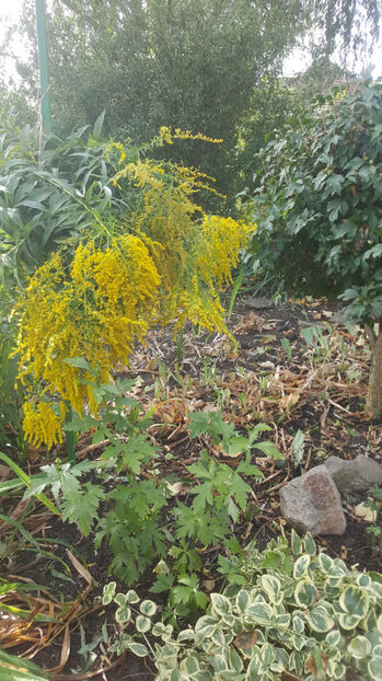 solidago canadensis - Gradina si terasa PrimaLuce_7-Hello 2020