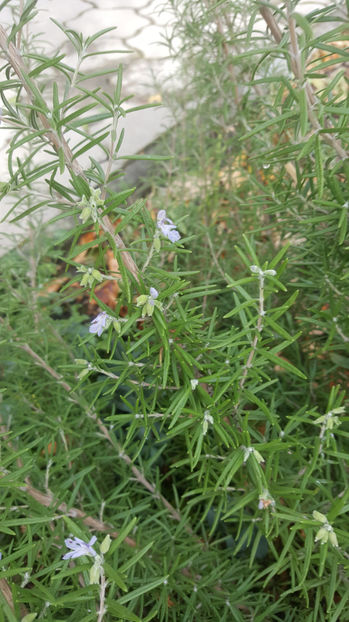rosmarinus officinalis - Gradina si terasa PrimaLuce_7-Hello 2020