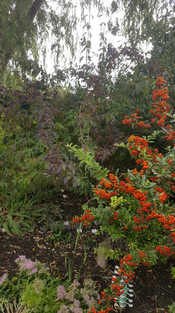 pyracantha coccinea -red - Gradina si terasa PrimaLuce_7-Hello 2020