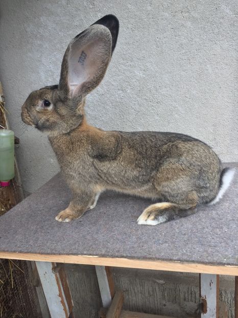 8EA94B60-0440-49BC-8C04-8F41229C1FE2 - RO 8-3033