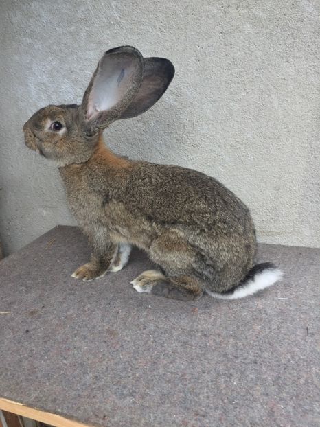 855F1754-C96D-4F6E-BD66-D85B5AD0233D - RO 8-3039