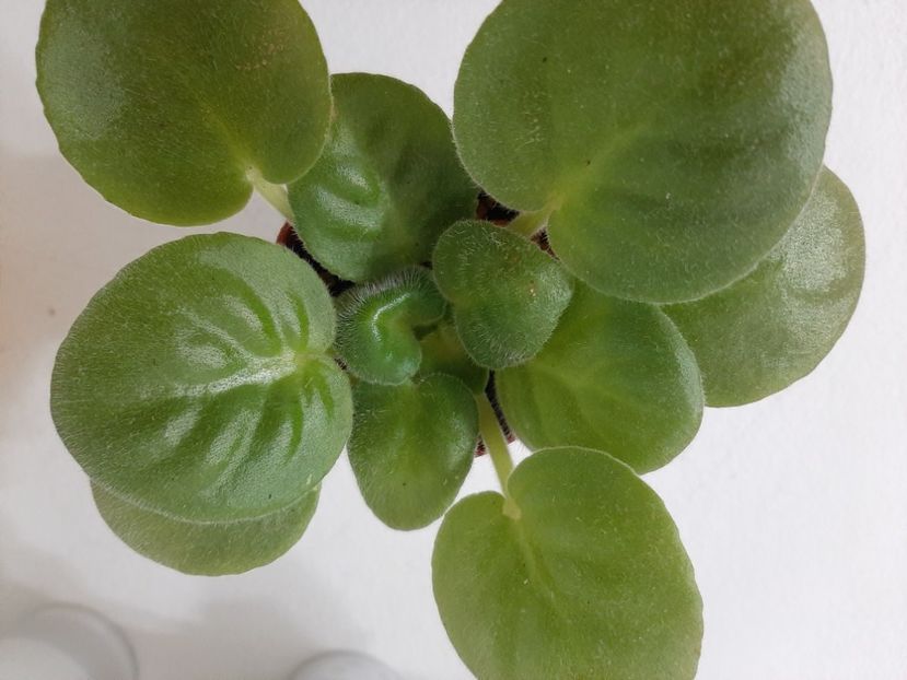 Irish Glen 15 - 1 Disponibile