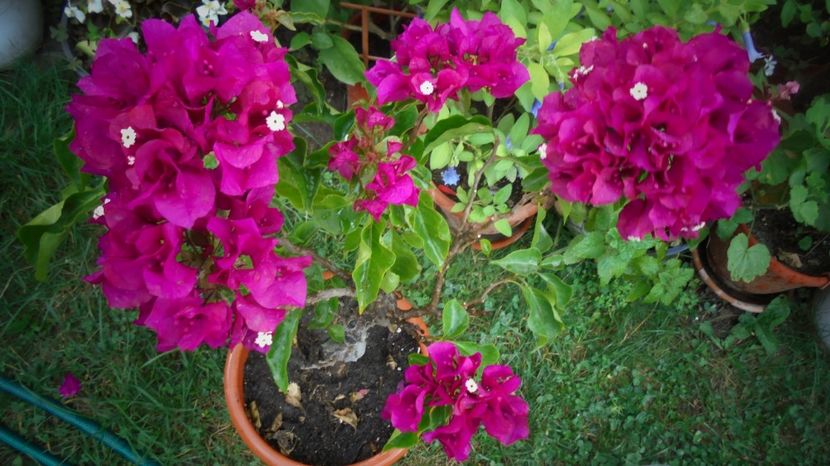 Baugainvillea - Culori 2020