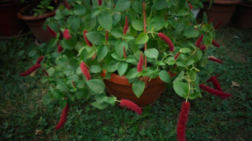 Acalypha pendula - Culori 2020