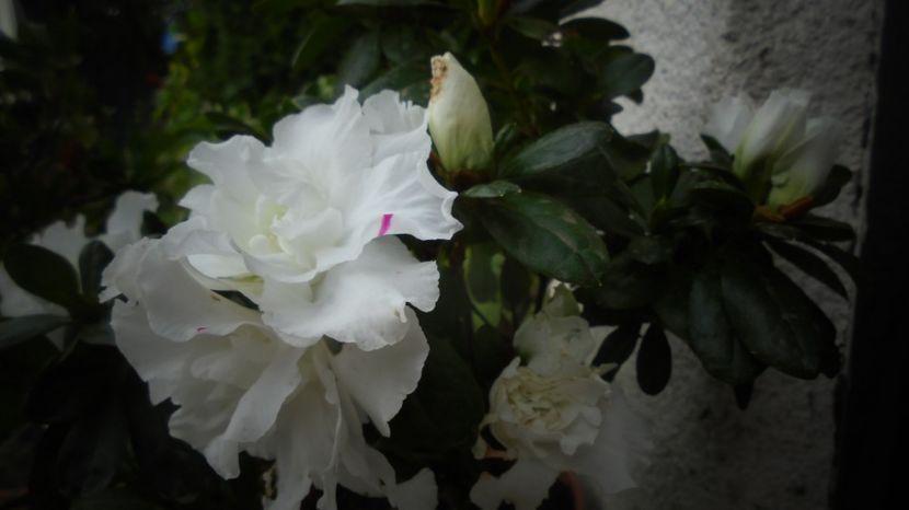 Azalee - Culori 2020