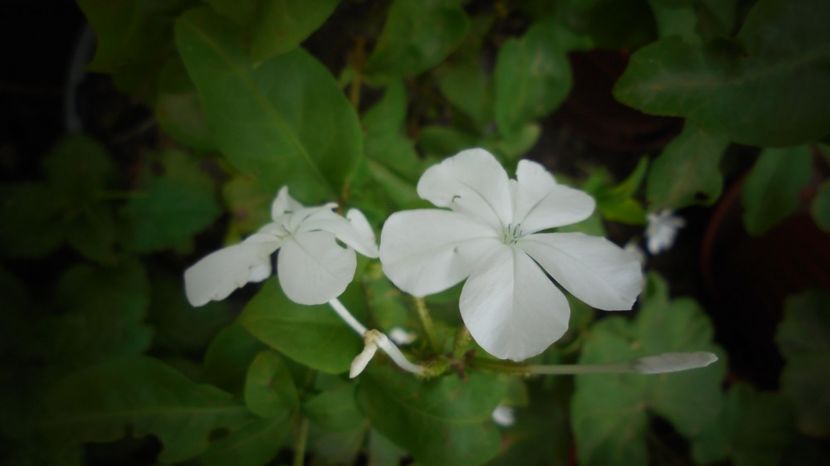 Plumbago zeylanica,dupa o taiere mai drastica - Culori 2020