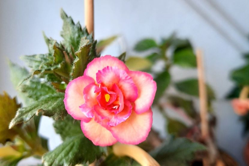 20200926_180322~2 - CYTRO ROT