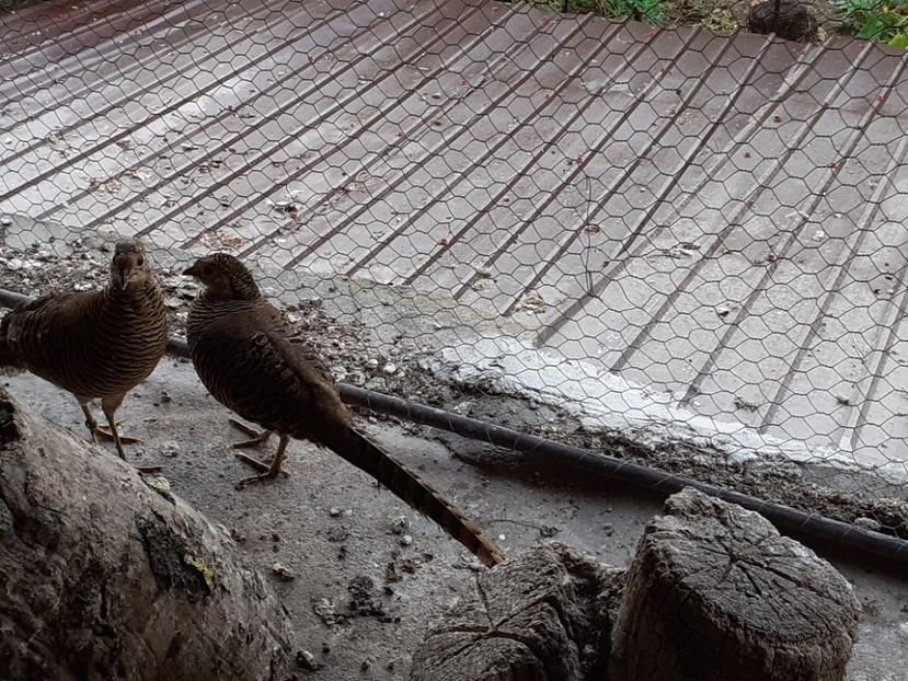  - Făzănițe auriu pe roșu de vînzare