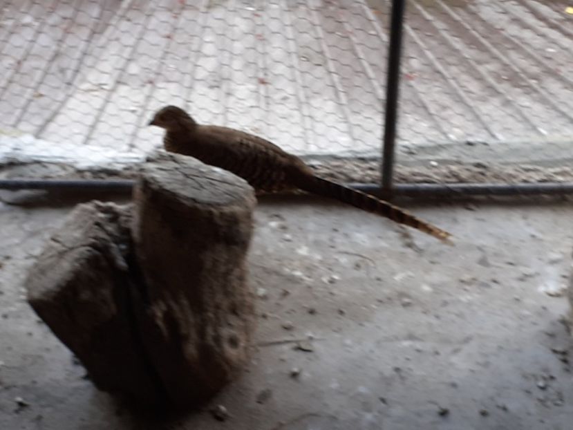  - Făzănițe auriu pe roșu de vînzare