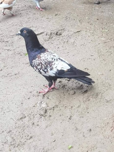  - NU AMI APARTIN 2020