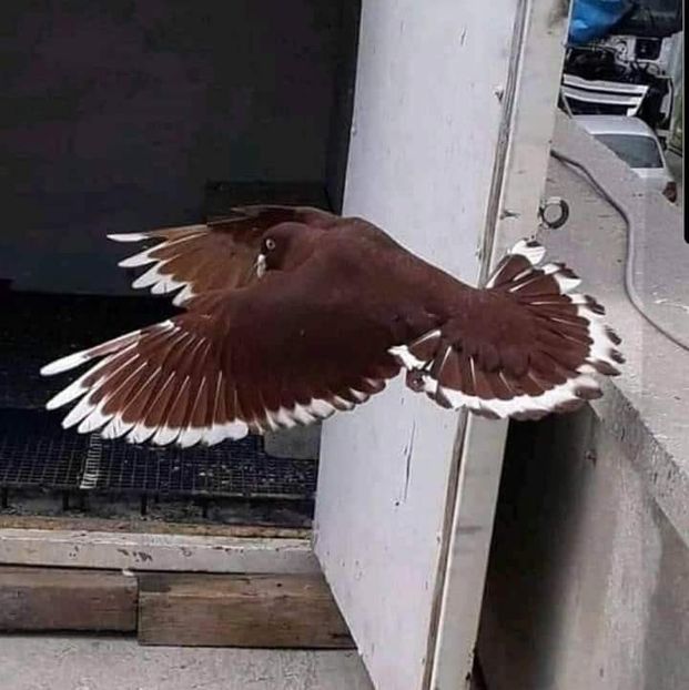  - NU AMI APARTIN 2020