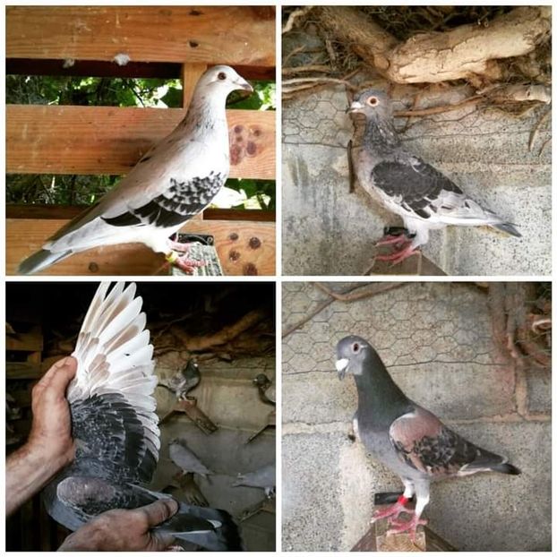  - NU AMI APARTIN 2020