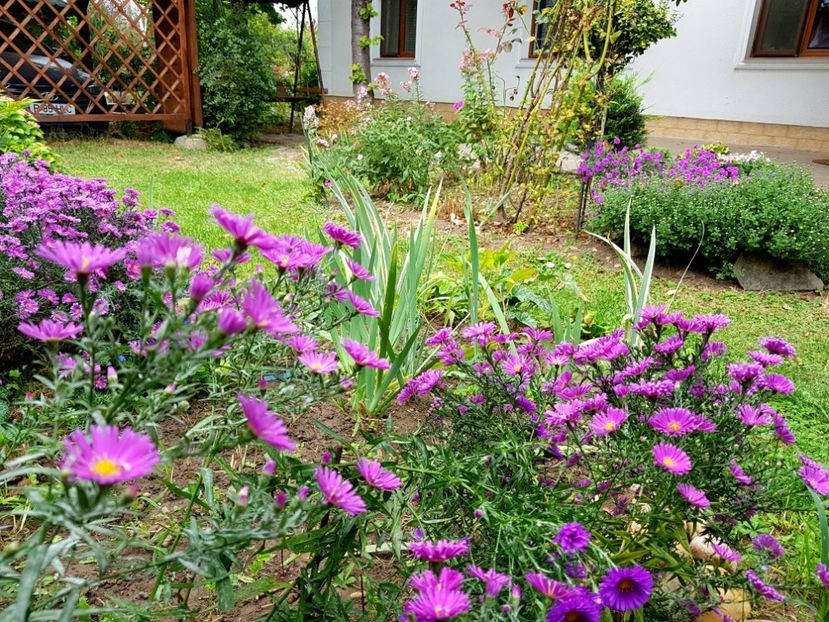  - 2020 Septembrie Aster
