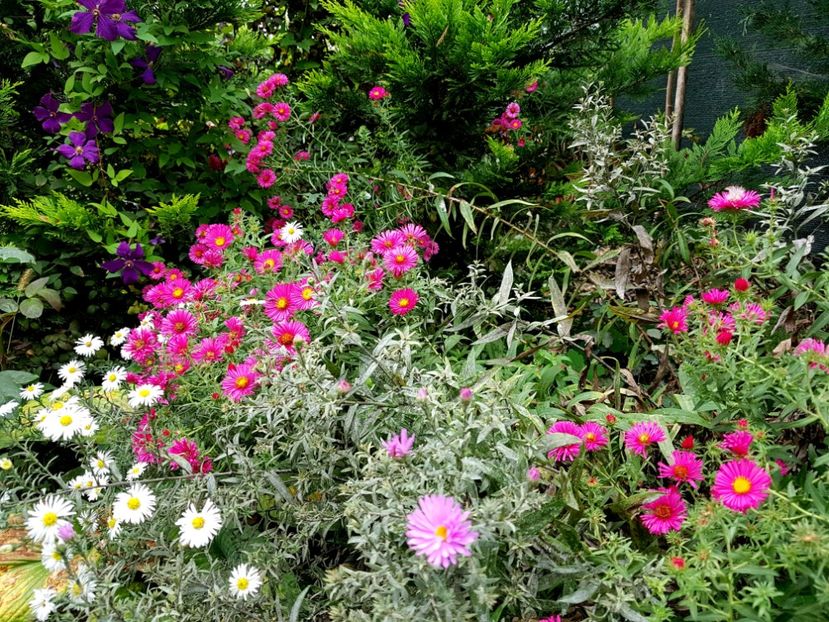  - 2020 Septembrie Aster