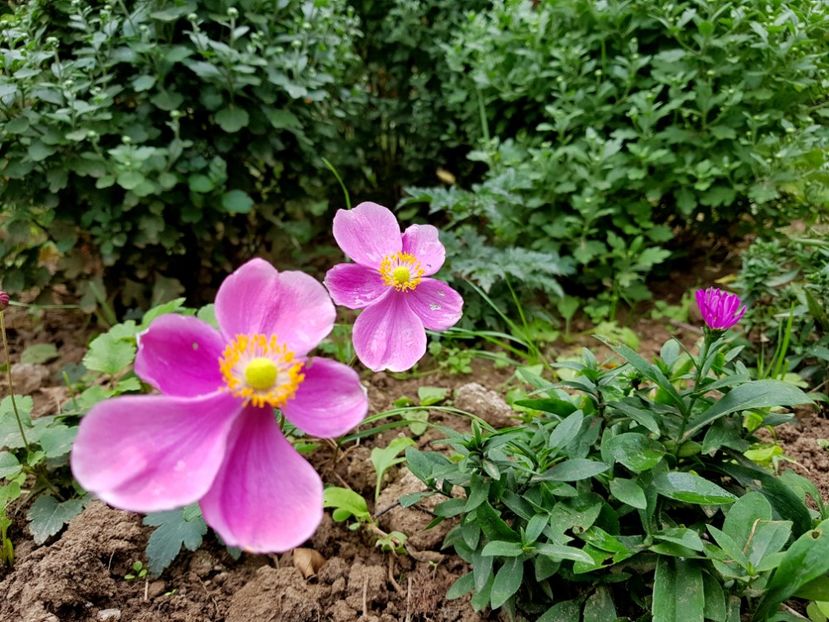  - 2020 Septembrie Aster