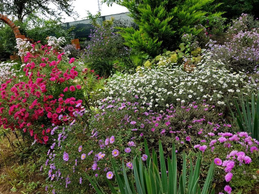  - 2020 Septembrie Aster