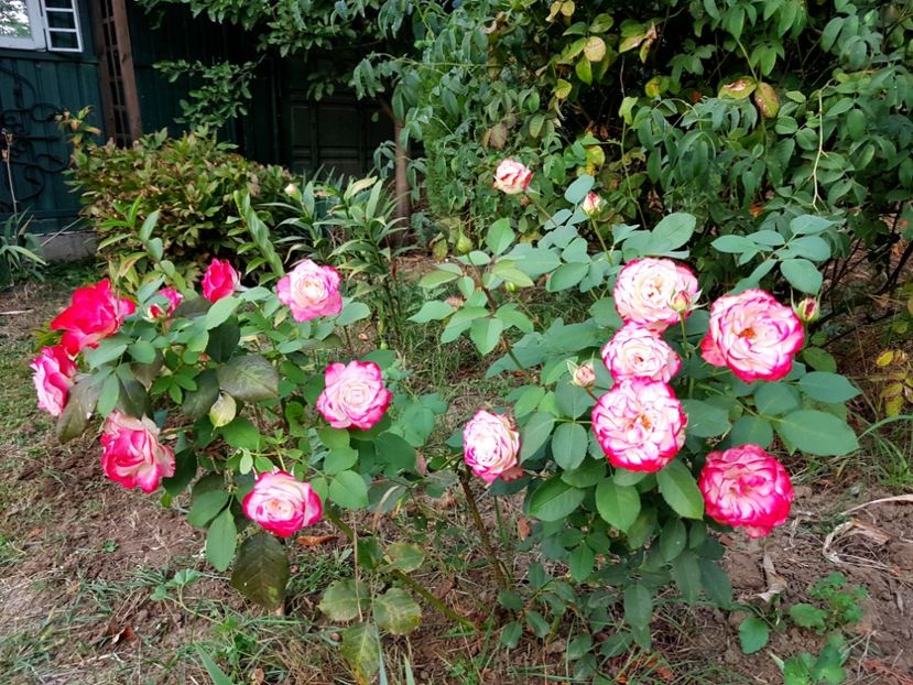  - 2020 Septembrie Aster