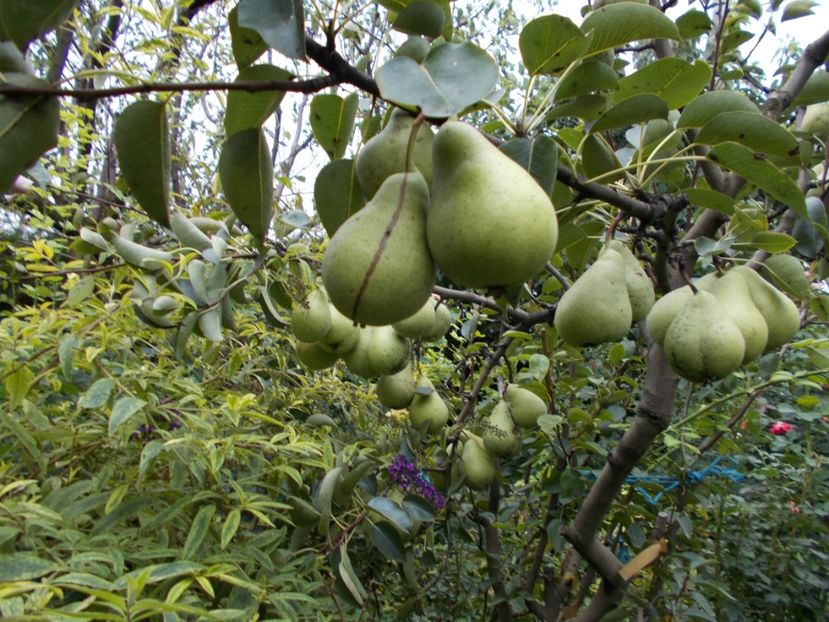  - Trandafiri si peisaje 2020-1