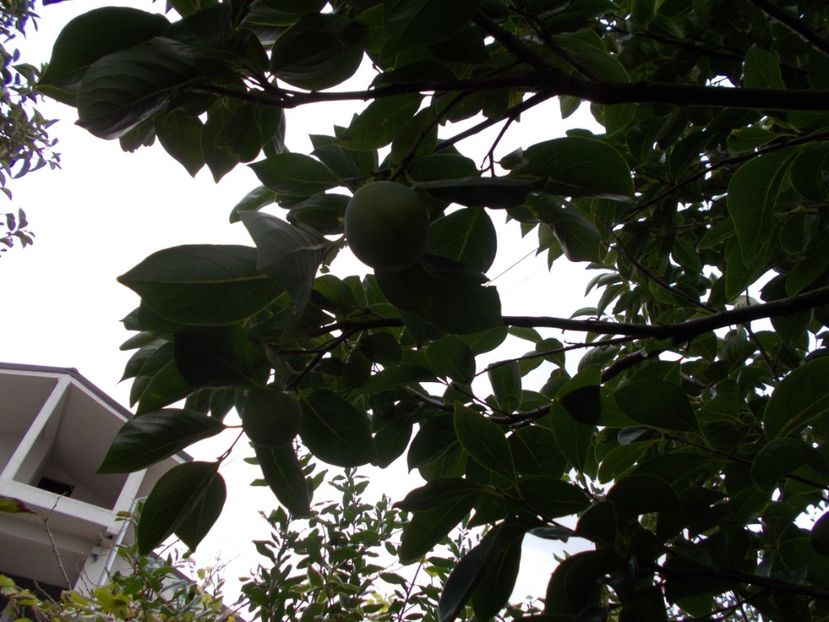  - Trandafiri si peisaje 2020-1