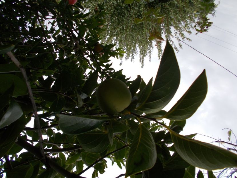  - Trandafiri si peisaje 2020-1