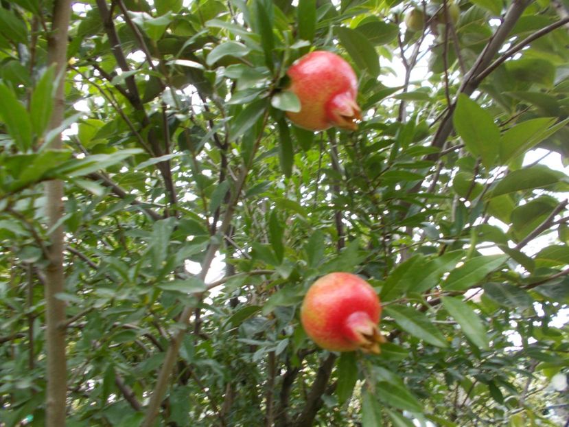 Rodiu pe rod - Trandafiri si peisaje 2020-1