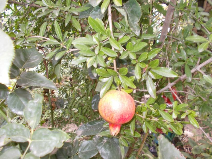  - Trandafiri si peisaje 2020-1