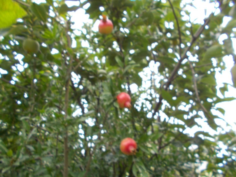  - Trandafiri si peisaje 2020-1