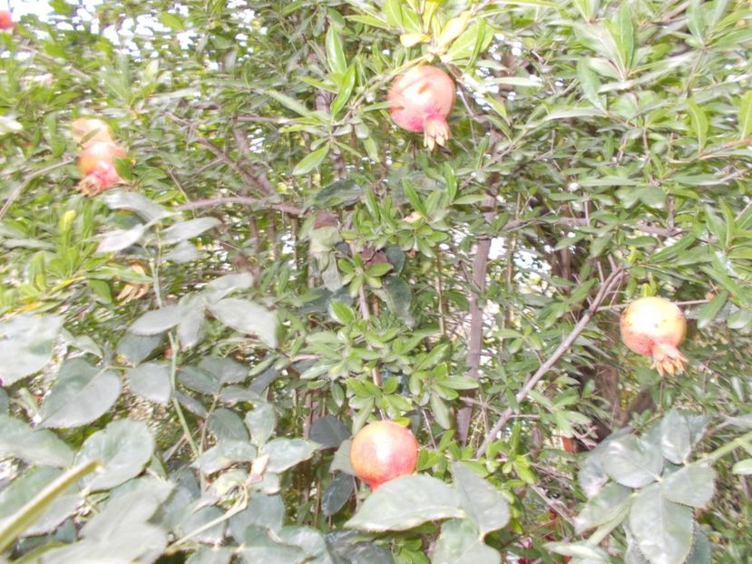 Rodiu pe rod - Trandafiri si peisaje 2020-1