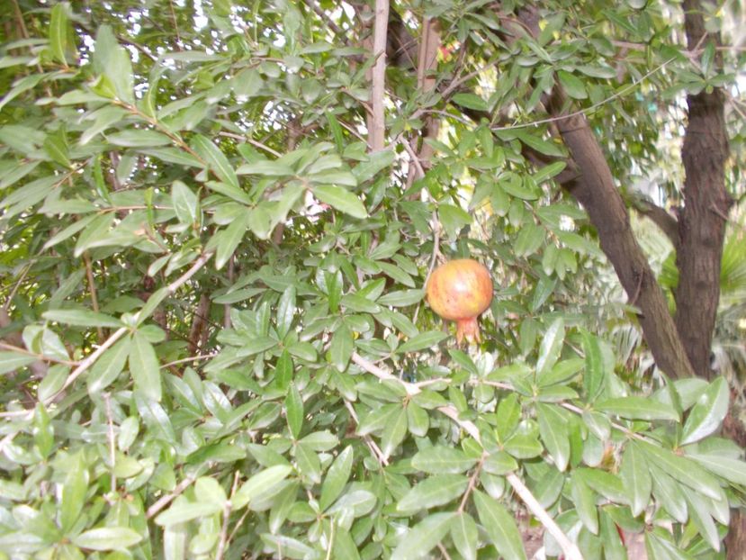  - Trandafiri si peisaje 2020-1