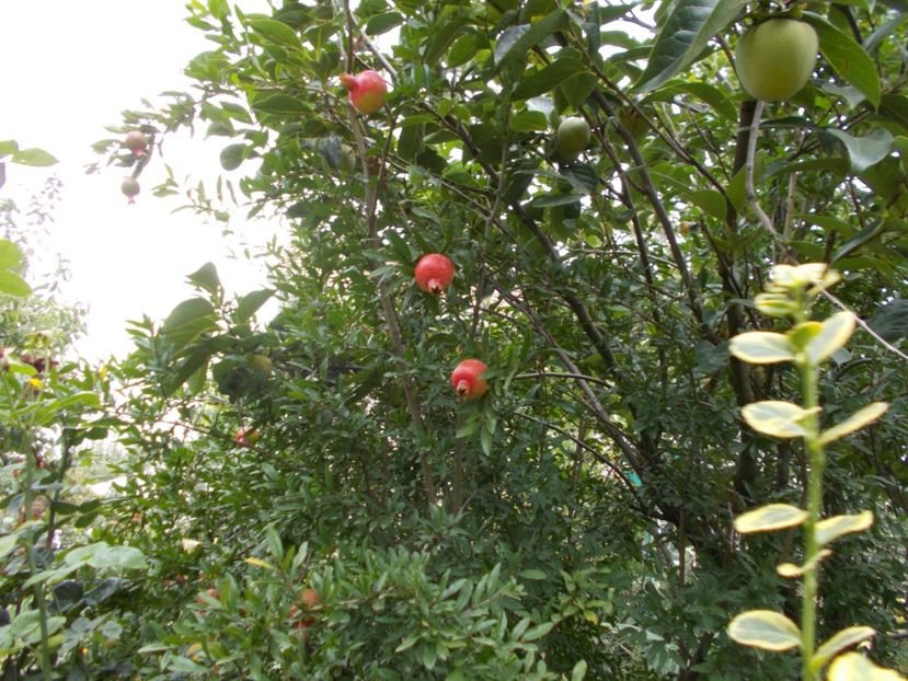  - Trandafiri si peisaje 2020-1