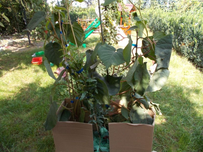  - Trandafiri si peisaje 2020-1