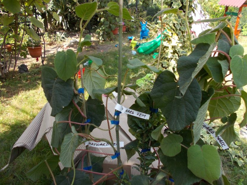  - Trandafiri si peisaje 2020-1