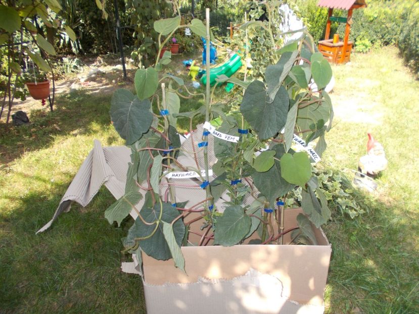  - Trandafiri si peisaje 2020-1