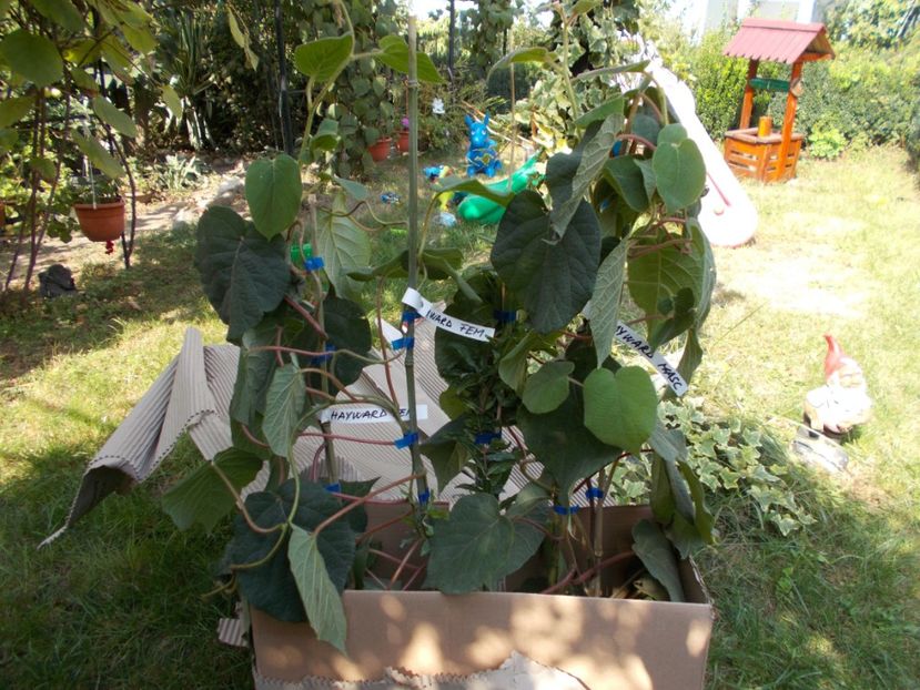  - Trandafiri si peisaje 2020-1