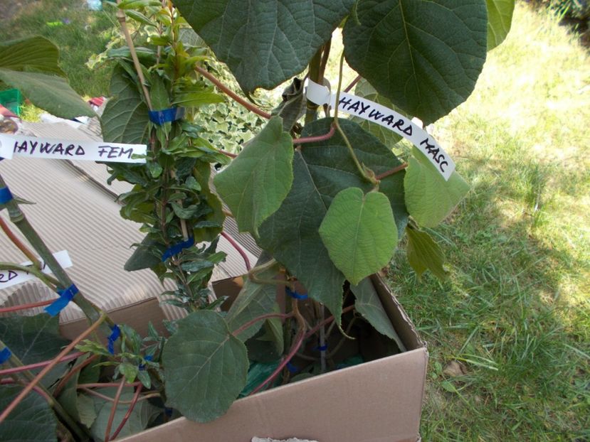  - Trandafiri si peisaje 2020-1