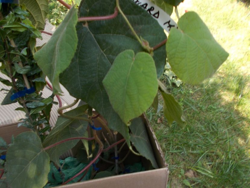  - Trandafiri si peisaje 2020-1