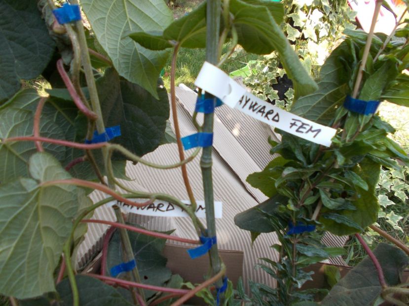  - Trandafiri si peisaje 2020-1