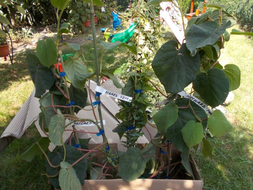 Colet cu plante de kiwi  -de la pepiniera Peris - Trandafiri si peisaje 2020-1