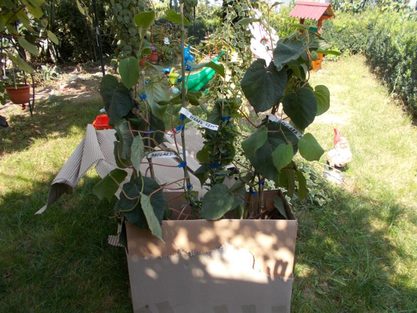  - Trandafiri si peisaje 2020-1