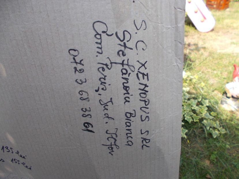 kiwi  Hayward  fem. - Trandafiri si peisaje 2020-1