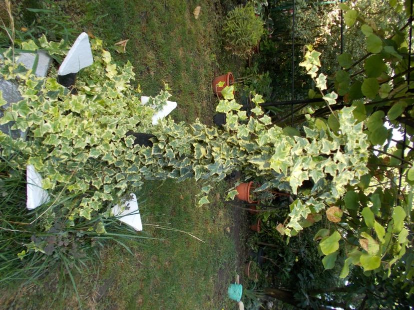  - Trandafiri si peisaje 2020-1