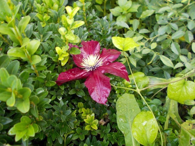  - Trandafiri si peisaje 2020-1