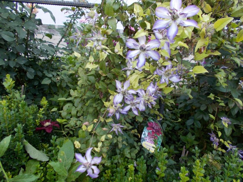  - Trandafiri si peisaje 2020-1