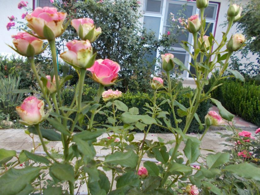  - Trandafiri si peisaje 2020-1